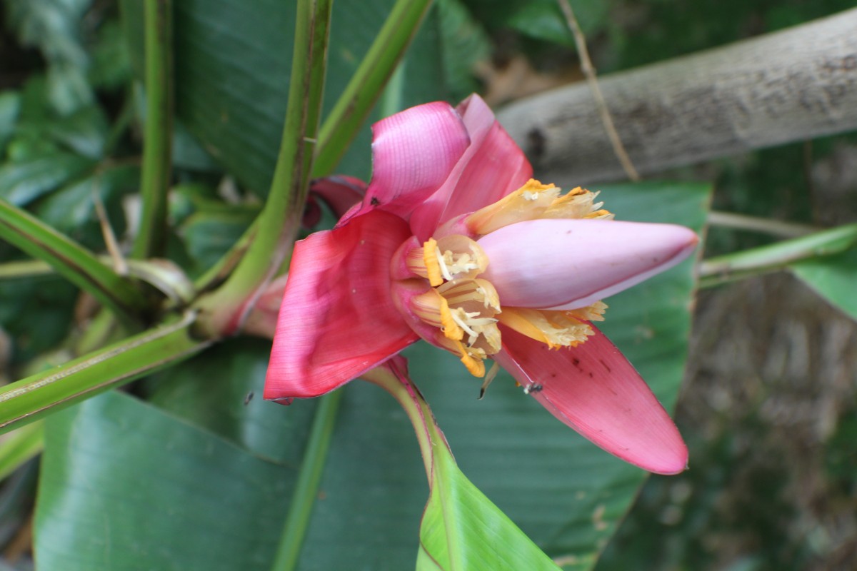 Musa velutina H.Wendl. & Drude